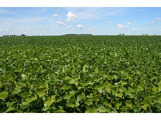 Property photo 29 - 233 +/- Acres Offered in 3 Tracts, Ohio Land Auction